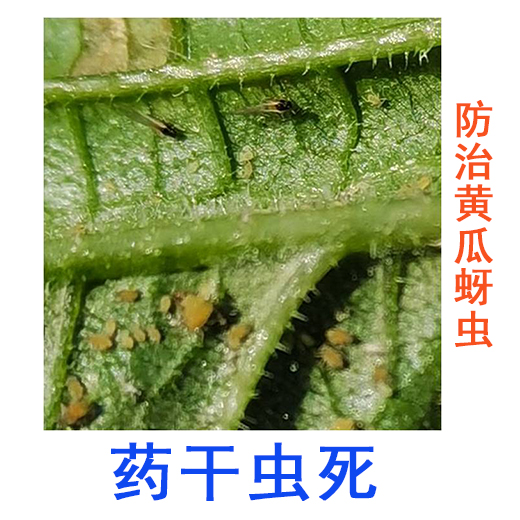 黃瓜防治西瓜蚜蟲(chóng)