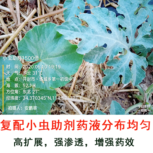 小蟲(chóng)助劑防治西瓜薊馬