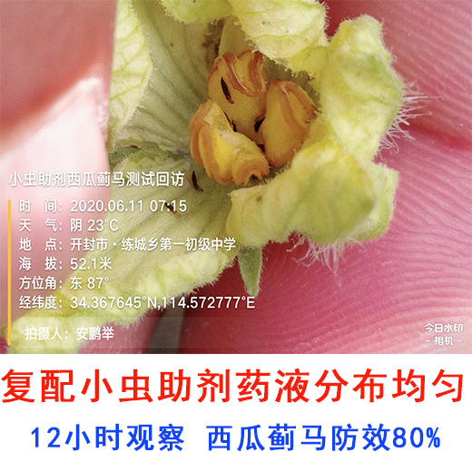 小蟲(chóng)助劑防治西瓜薊馬