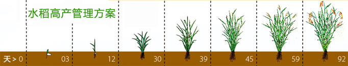 水稻高產(chǎn)管理方案